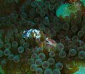 Porcelain Crab